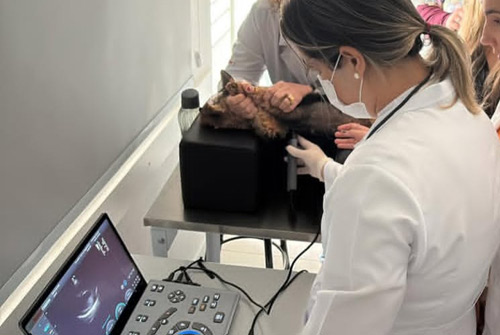 CHISON Sonotouch 50 VET УЗИ аппарат