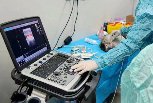 CHISON Sonobook 7 VET ветеринарный УЗИ аппарат