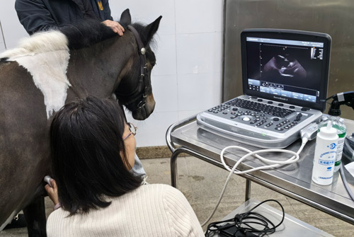 CHISON Sonobook 7 VET ветеринарный УЗИ аппарат